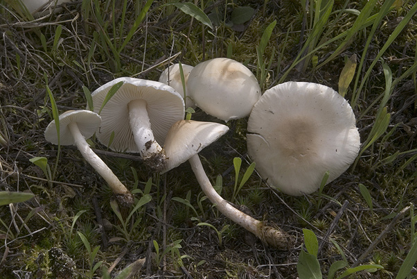 Lepiota alba